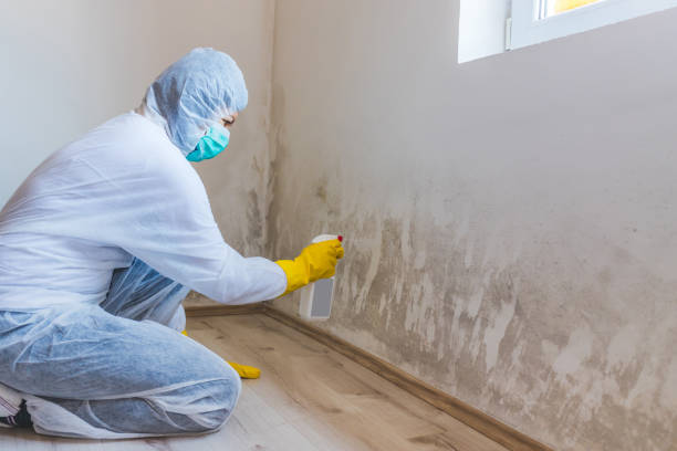 Best Mold Damage Restoration  in Bryan, TX